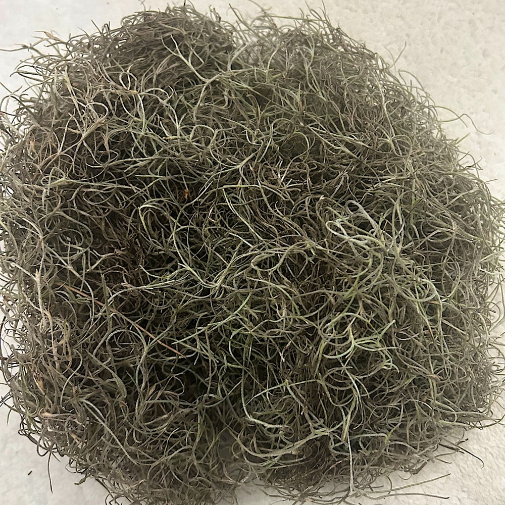 New Orleans Spanish Moss Decor